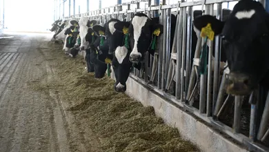 Productores deben revisar ganado y reportar cualquier sospecha para evitar infestaciones