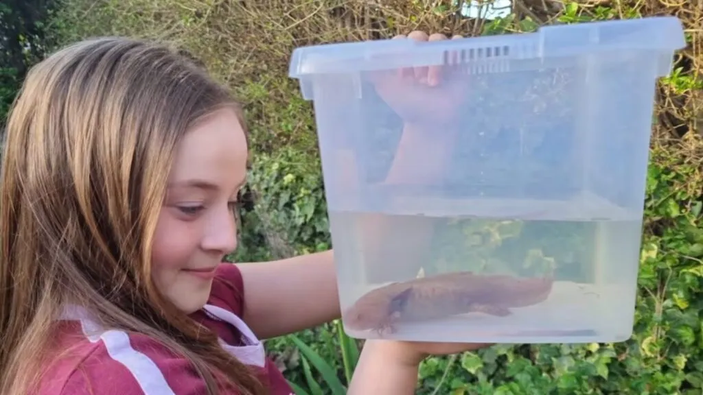 ¿Cómo llegó ahí? Encuentran ajolote en territorio europeo