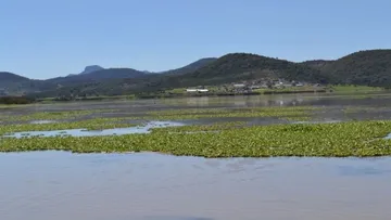 lirio acuático