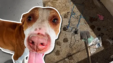 perrorecatado tras denuncia por maltrato anima en Tizayuca