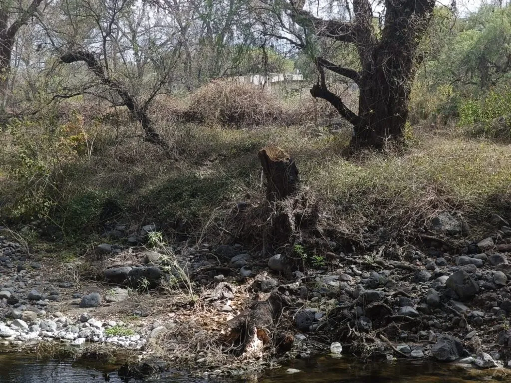 Denuncian tala ilegal en ribera del río Rosas en Tula
