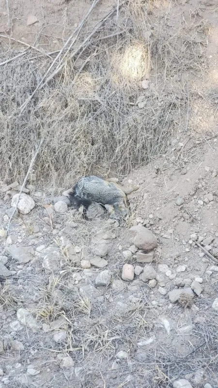 Encuentran a zorro en mal estado de salud en camino de Actopan