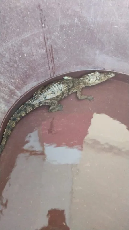 Mixquiahuala: hallan a cocodrilo en canal de aguas negras