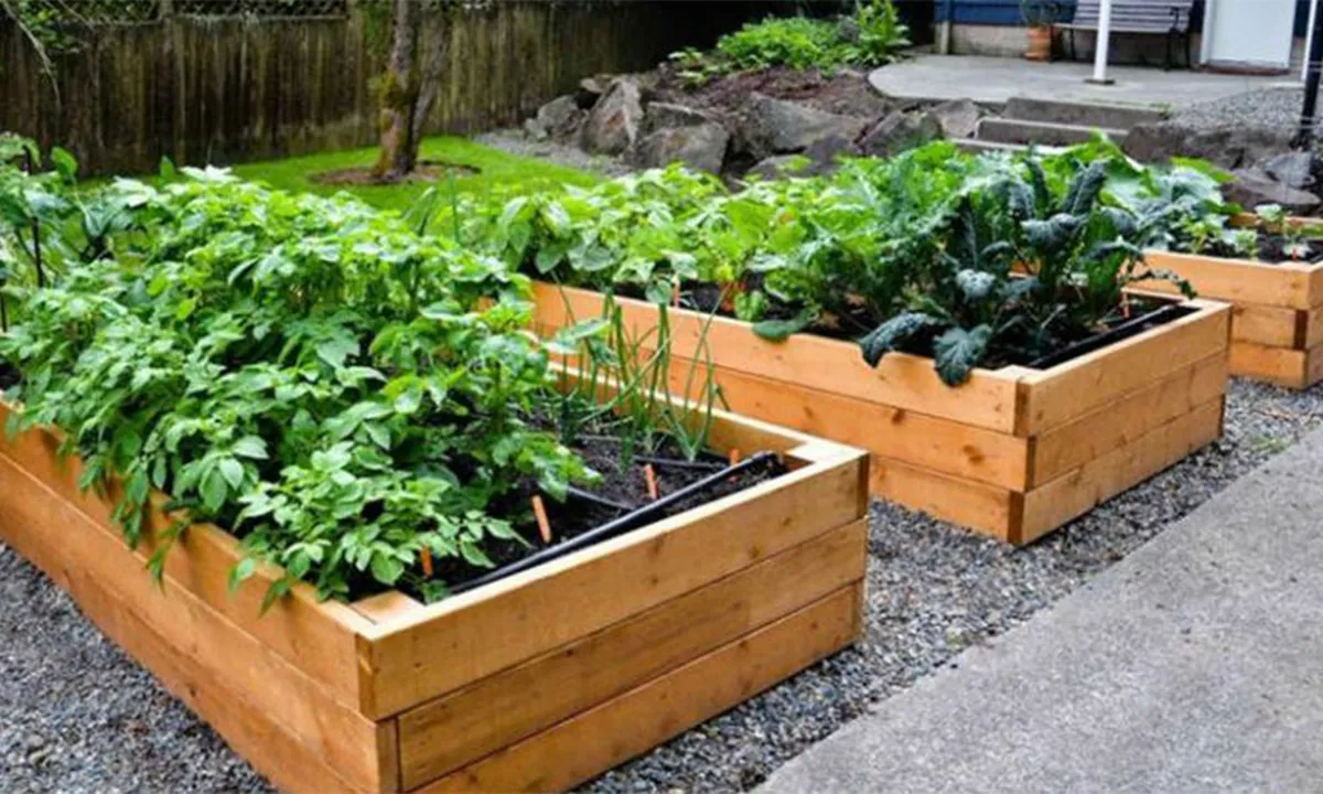 Mineral de la Reforma: asociación ofrece asesoría para crear huertos familiares