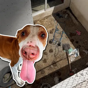 perrorecatado tras denuncia por maltrato anima en Tizayuca