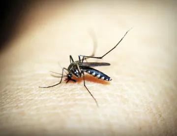 Siguen las licitaciones en Hidalgo para adquirir insumos contra el dengue