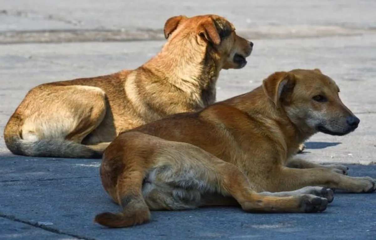 El lomito de la calle ahora es tendencia: así se volvió viral el “perro caramelo