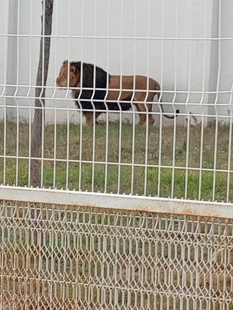 Dueña de felinos incautados en Pachuca durante cateo exige que se los regresen