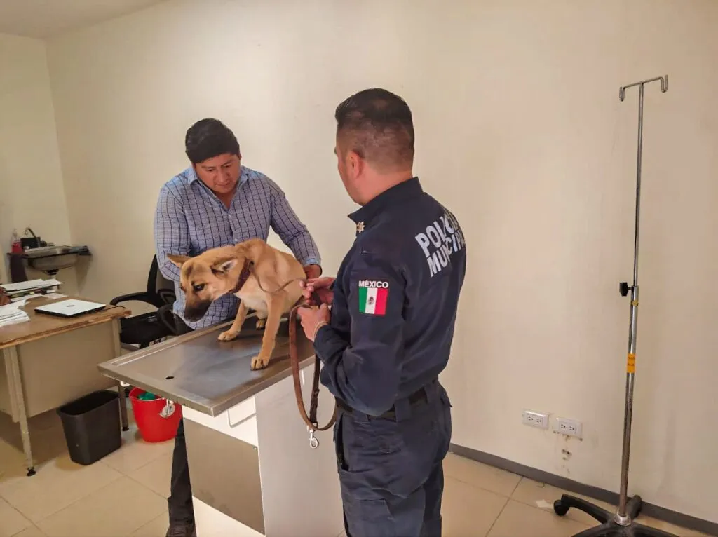 ¡Atada y sin agua! Rescatan a perrita en Pachuca