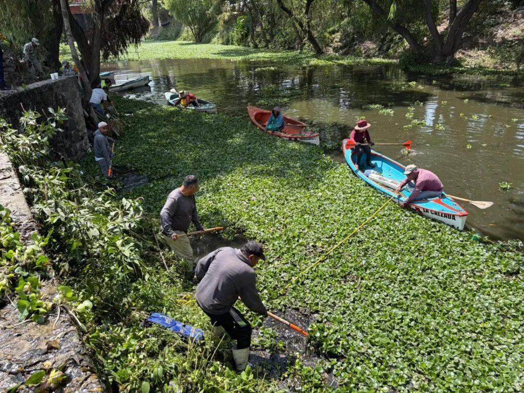 Tepeji busca frenar avance del lirio acuático en río y presa