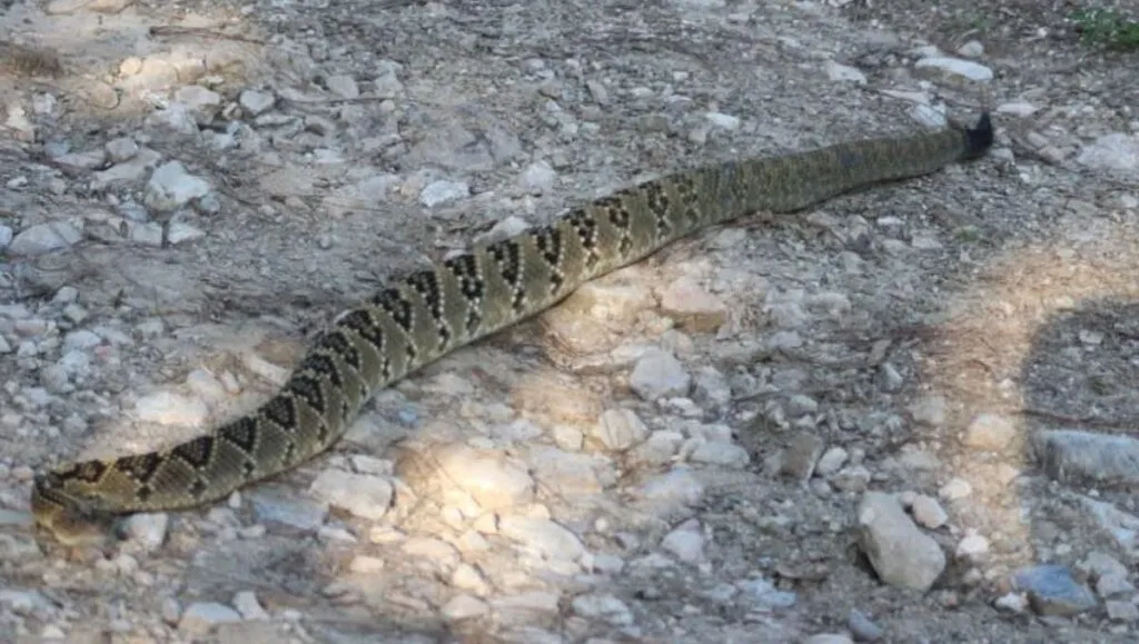 ¡Es enorme! Hallan víbora de cascabel en Parque Nacional Los Mármoles | FOTOS