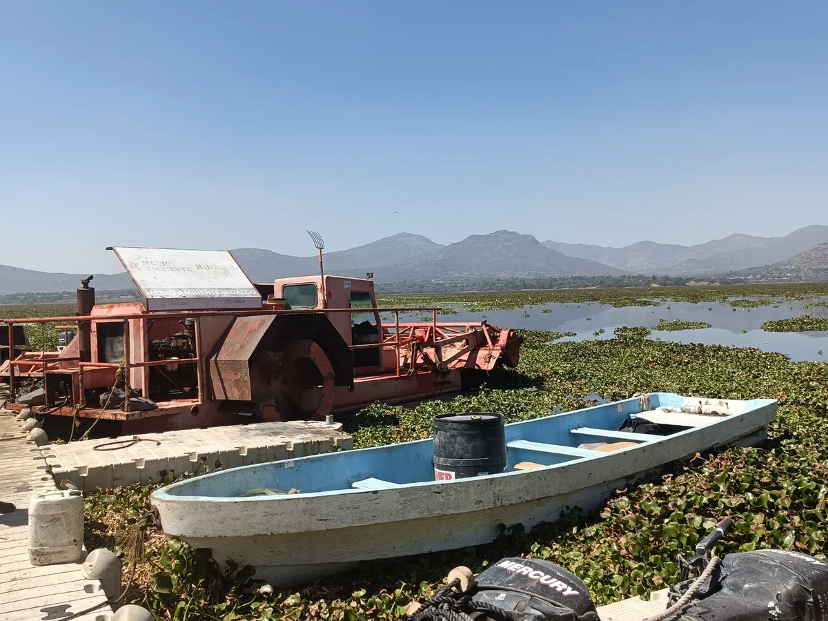 Conagua analiza comprar trituradora para frenar lirio acuático en la presa Endhó
