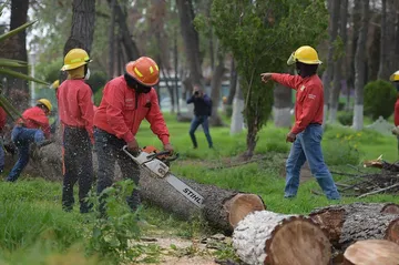 Sustituirán arboles talados en Jardín de Hombres Ilustres con capulín, tejocote, fresno y acacias