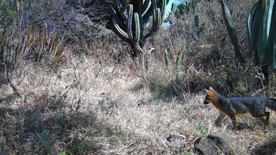 Cámaras trampa revelan la biodiversidad que aún habita en San Agustín Tlaxiaca.