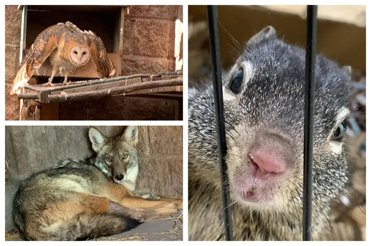 Preparan liberación de lechuzas, tlacuaches y un coyote rehabilitados en Hidalgo