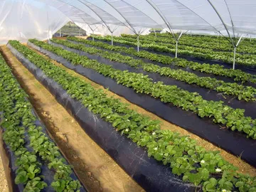 Hidalgo, tercer estado con más superficie de agricultura protegida