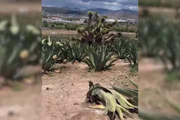Hasta 50 mil pesos por robar maguey en este municipio de Hidalgo