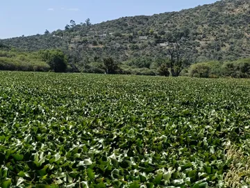 Lirio acuático vuelve a ganar terreno en la presa Endhó