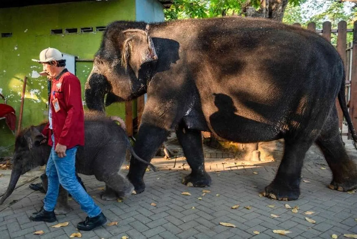 Sacrifican en Namibia a más de 700 animales para alimentar a personas