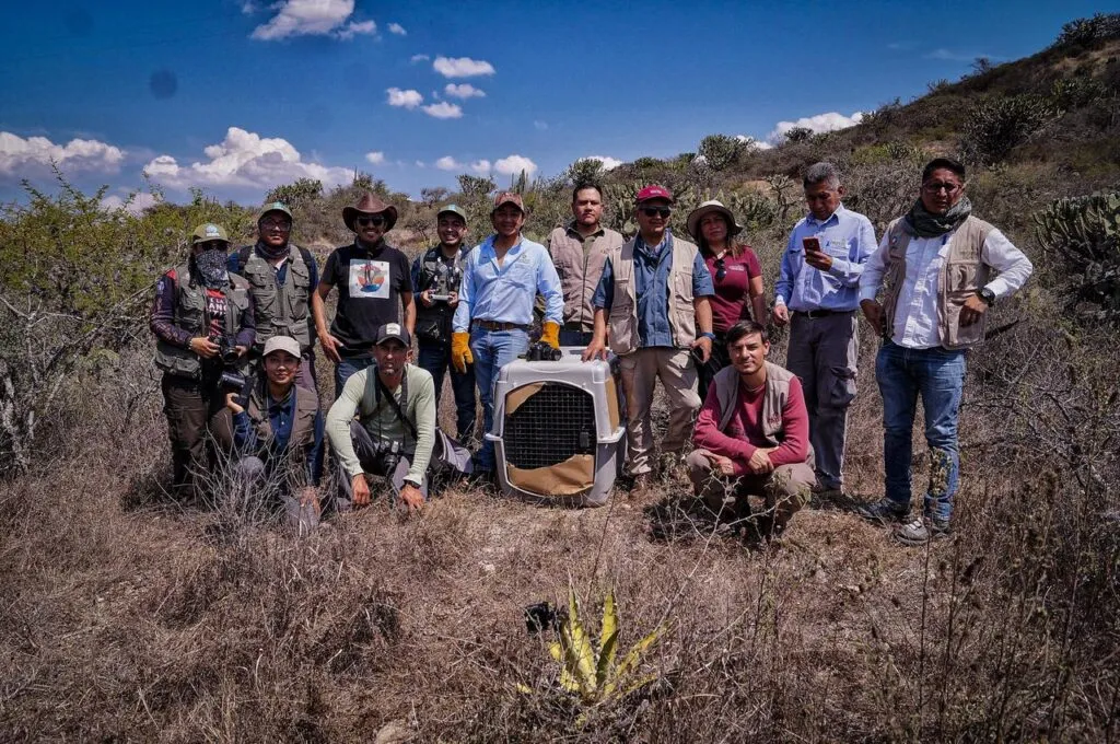 Liberan fauna silvestre a su hábitat en Hidalgo