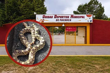 Encuentran enorme serpiente cincuate en Pachuca dentro de unidad deportiva