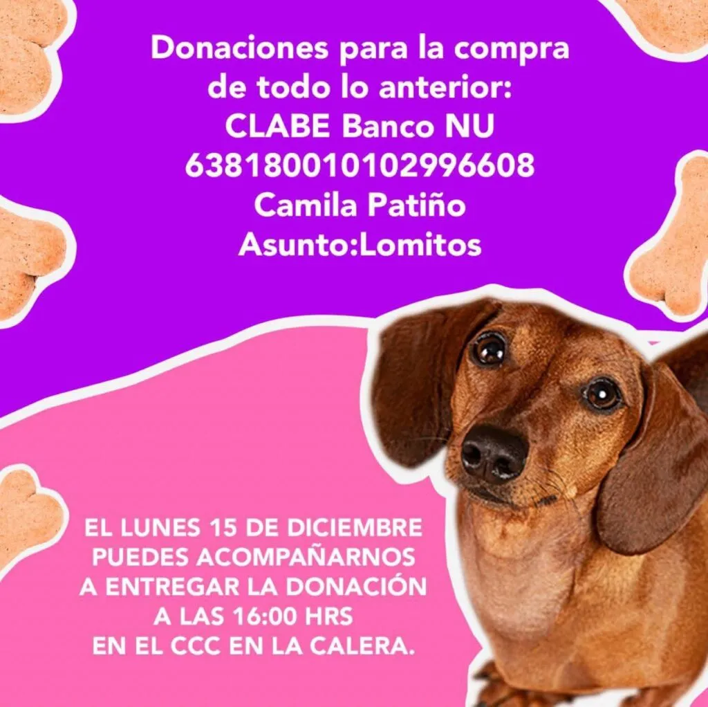 Recolecta ciudadana busca abrigar a perros del Centro de Control Canino en temporada invernal