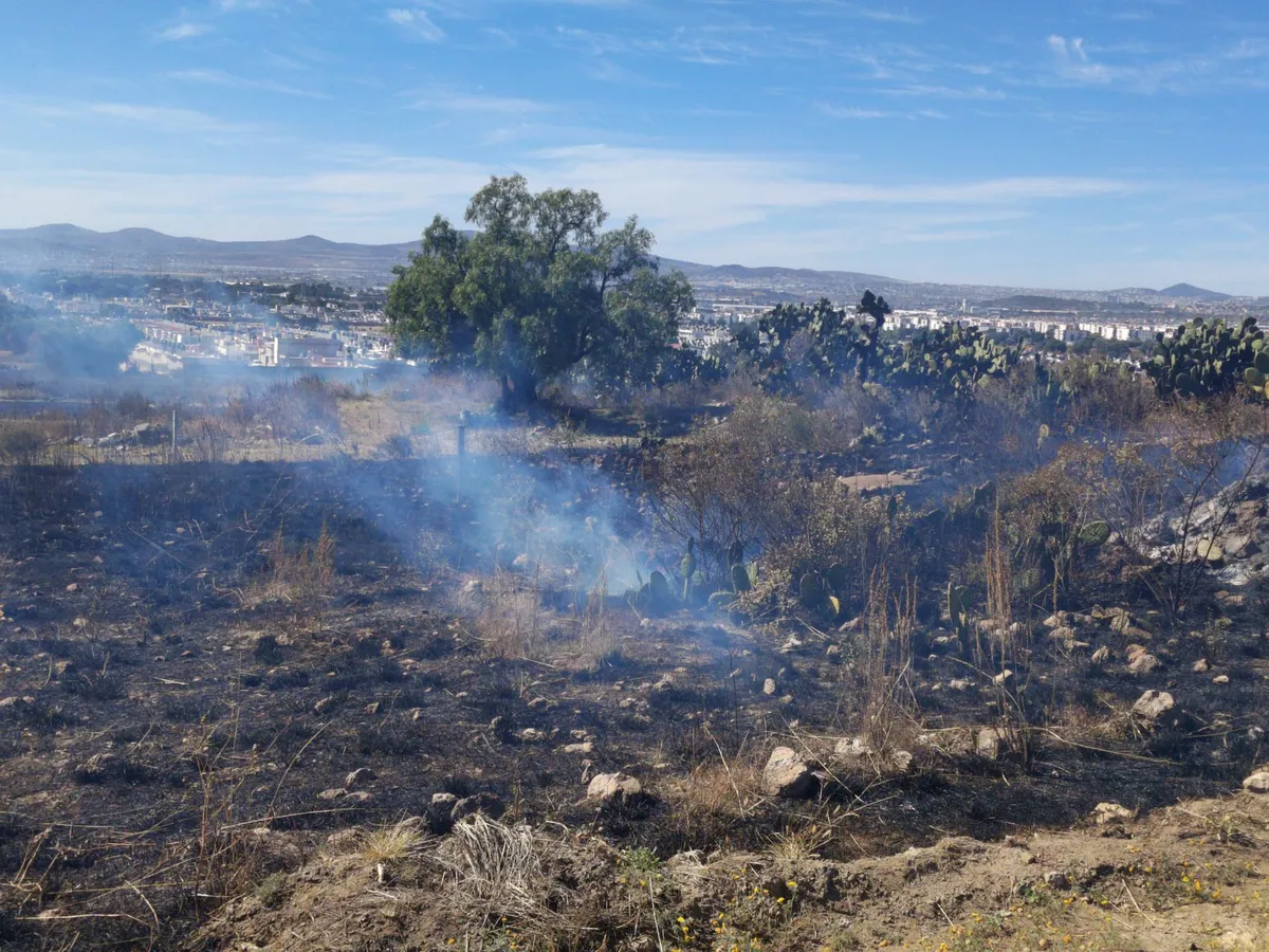 Un incendio en pastizales de Mineral de la Reforma movilizó a cuerpos de emergencia. No hubo lesionados.