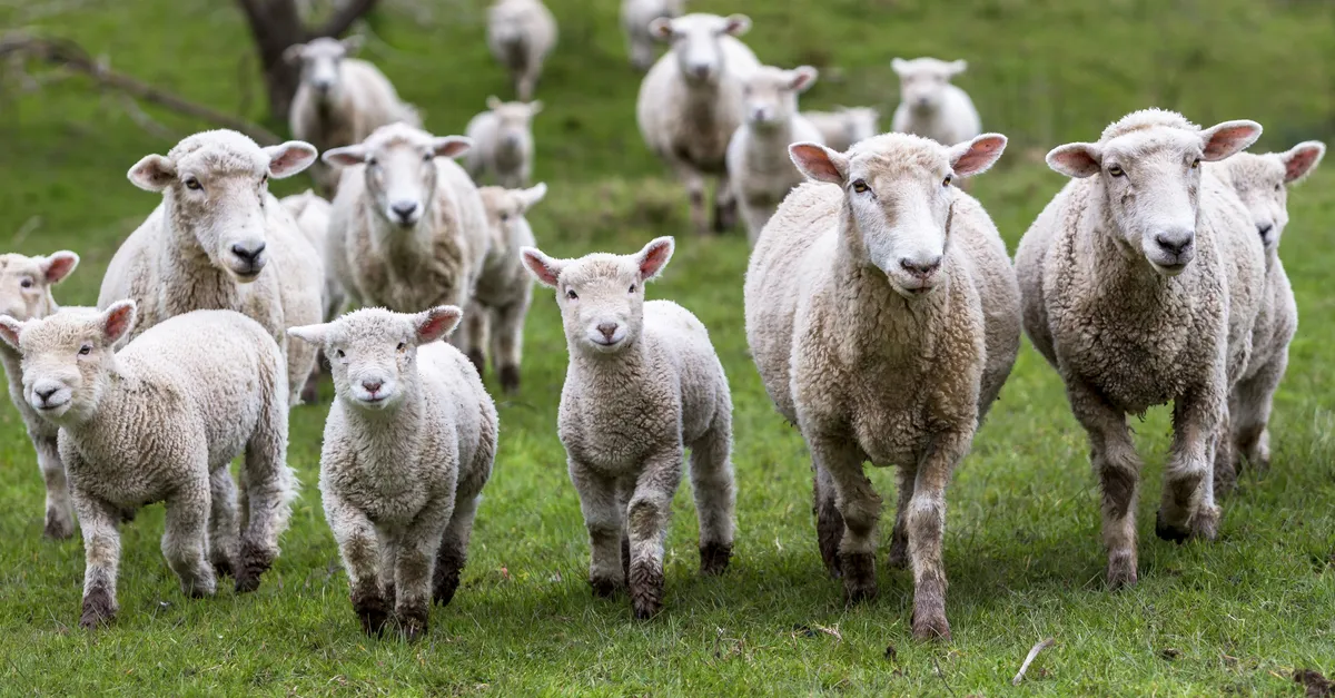 Los precios del borrego bajaron a la mitad, la gente dejó de hacer fiestas: Gabriel Olvera