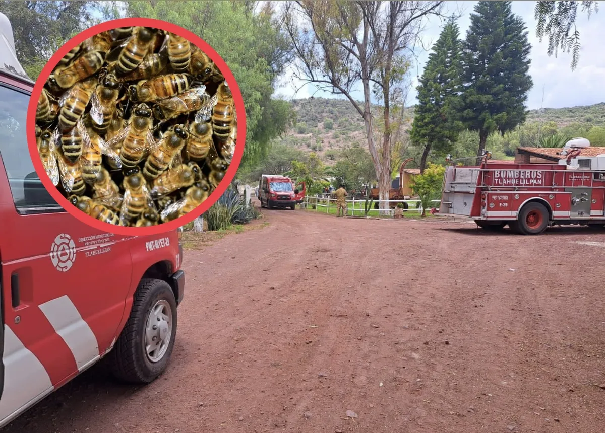 Ataque de abejas deja un muerto y un herido en Tlahuelilpan