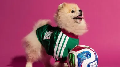 Perrito