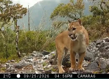 Captan a un puma juvenil en el Parque Nacional Los Mármoles