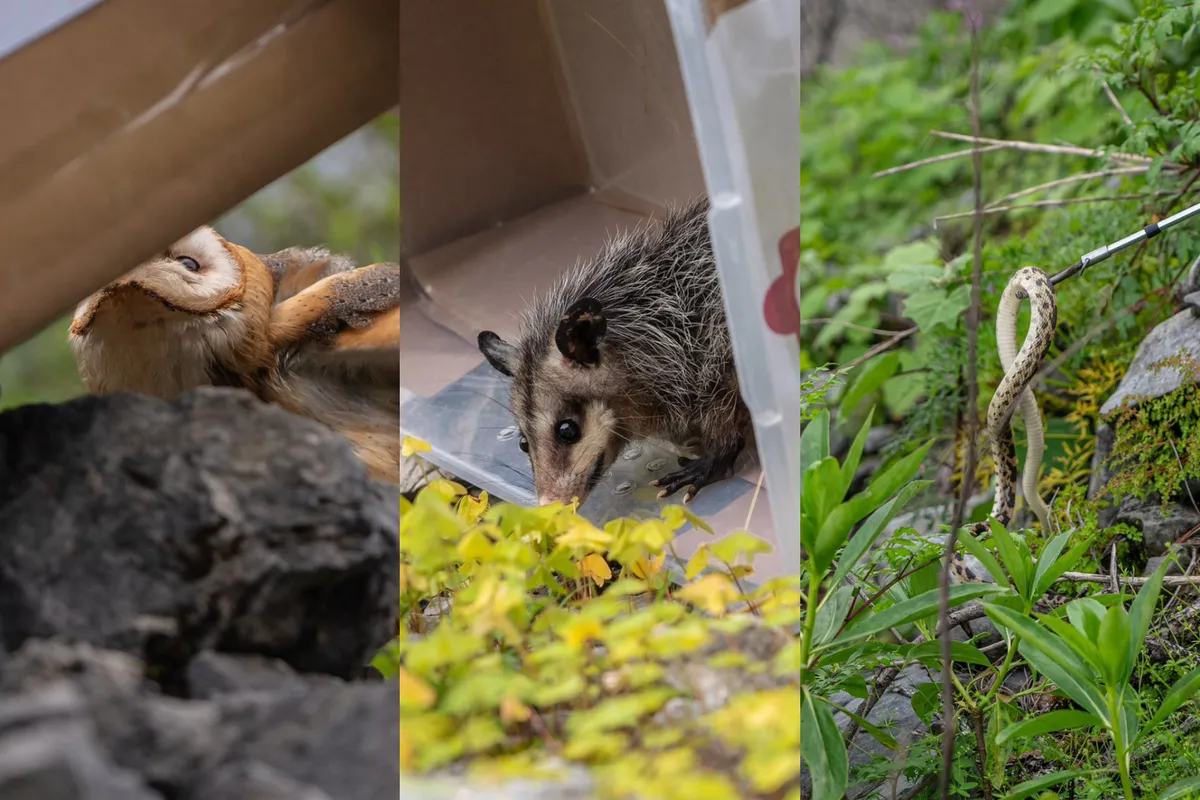 Vuelven a casa: liberan fauna silvestre en el Parque Nacional Los Mármoles