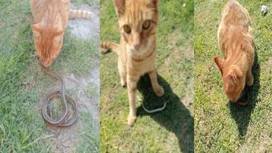 Gato salva a niño de ataque de viboras en Tlaxcoapan