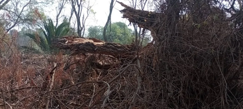 Alertan por tala en área ecológica protegida de Tula