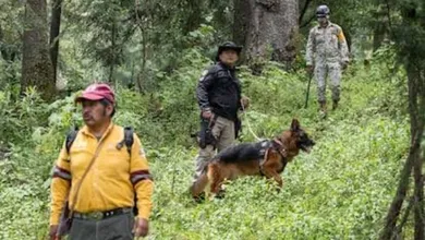 Dejaron morir a Boss, el pastor alemán de la Fiscalía de la CDMX. Denuncian abandono, falta de atención veterinaria y exigen una investigación.