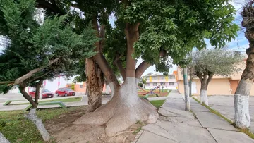 ‘Pata de Elefante’ de la colonia ISSSTE será declarado Árbol Monumental