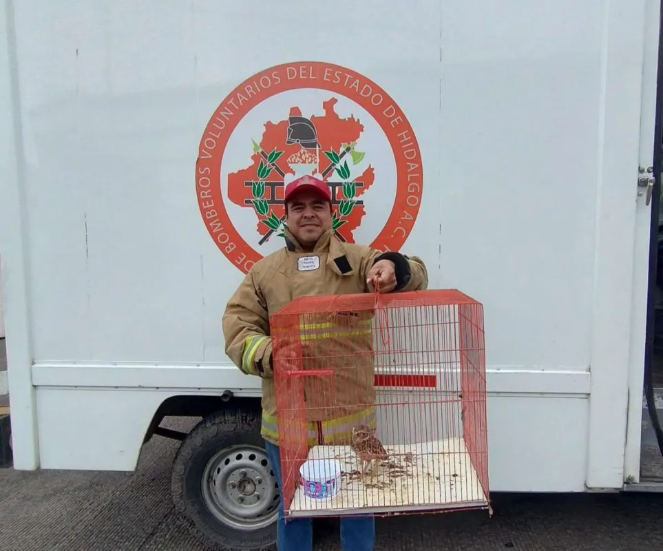 Tecolotito rescatado en Hidalgo recibe atención tras accidente