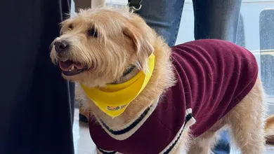 Tlapacoya se viste de cultura y perritos: ¡no te lo pierdas!