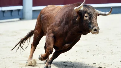 toro