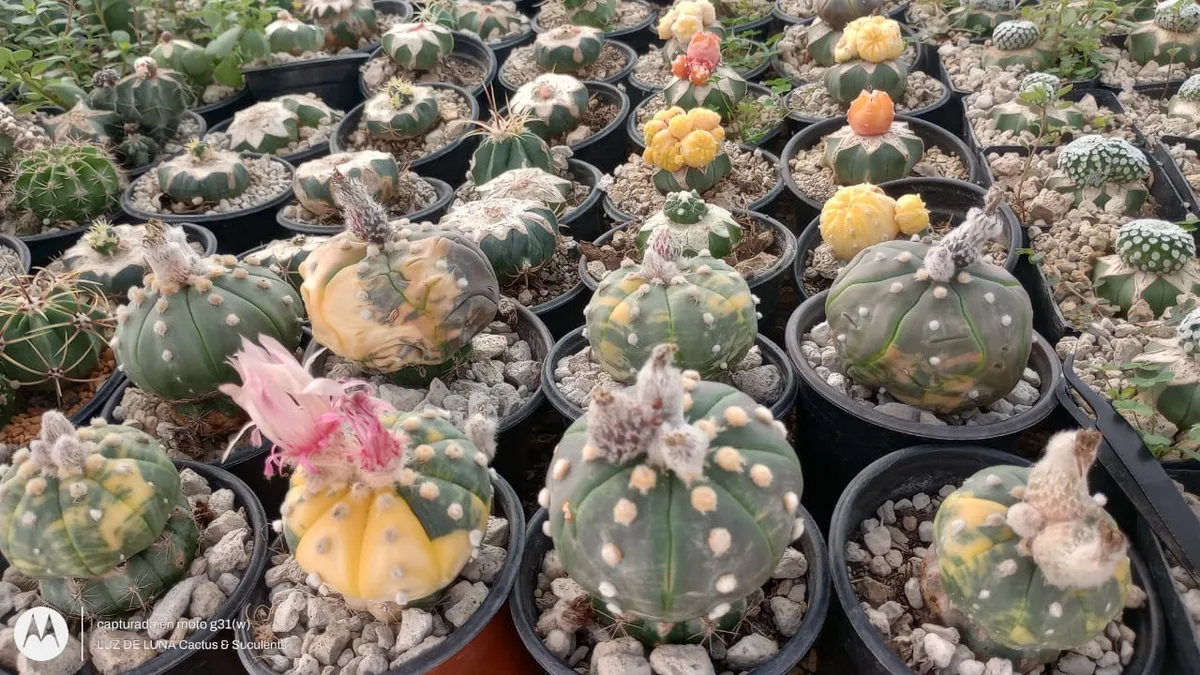 No te pierdas el Festival Hidalgo Verde 2024