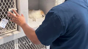 #JusticiaParaMaya: exigen justicia por presunta negligencia en veterinaria