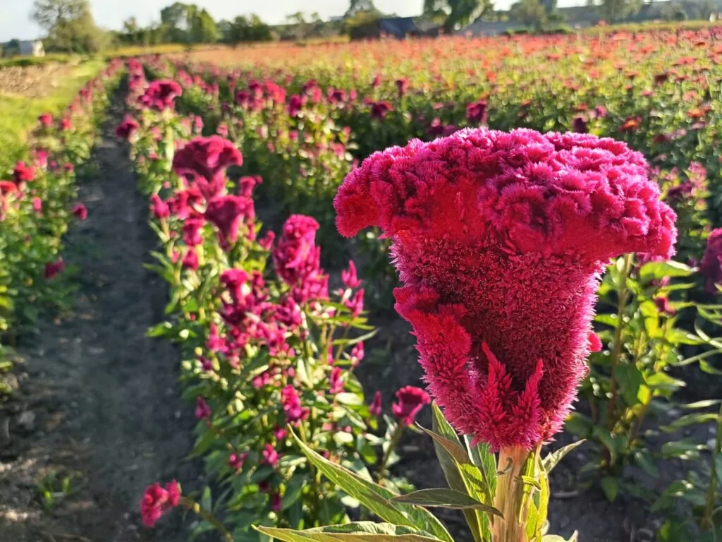 Doxey se llena de color con el Festival de las Flores; arranca la venta para Día de Muertos en Tlaxcoapan