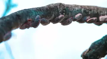 Tepeji del Río: 70 hectáreas de bosque son afectadas por plaga que se consideraba extinta