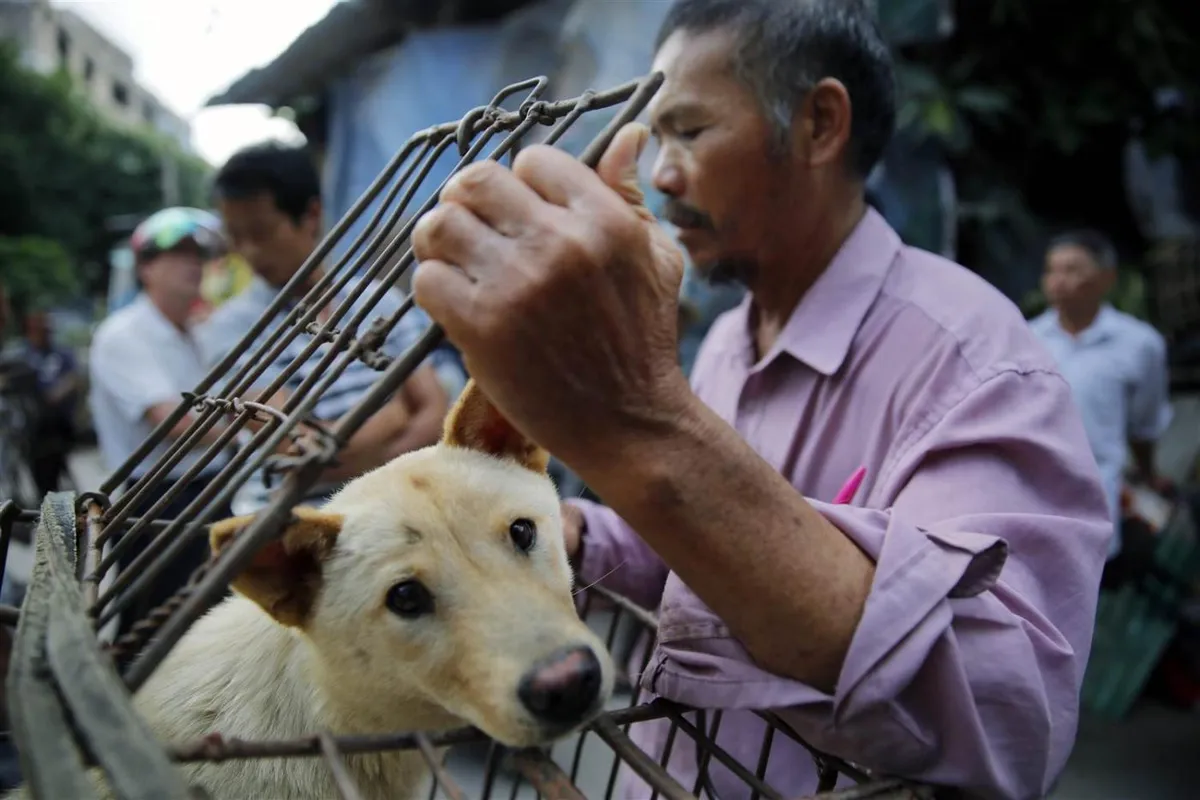 ¡Otra vez en China! Rescatan a 20 perros destinados al consumo humano