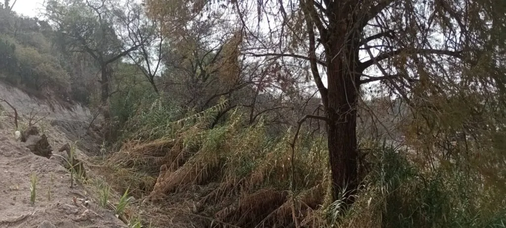 Alertan por tala en área ecológica protegida de Tula