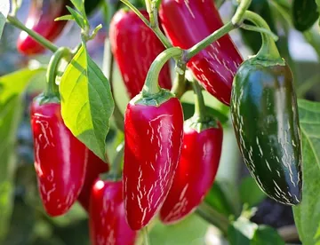 ¡Oficial! Hidalgo tendrá Día Estatal del Chile Rayado, uno de sus tesoros gastronómicos más famosos