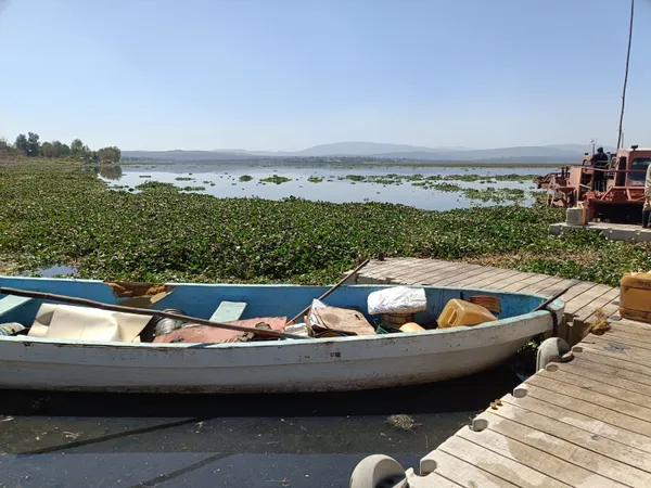 El lirio acuático tiene los días contados. Conagua usará barcos especiales para eliminarlo