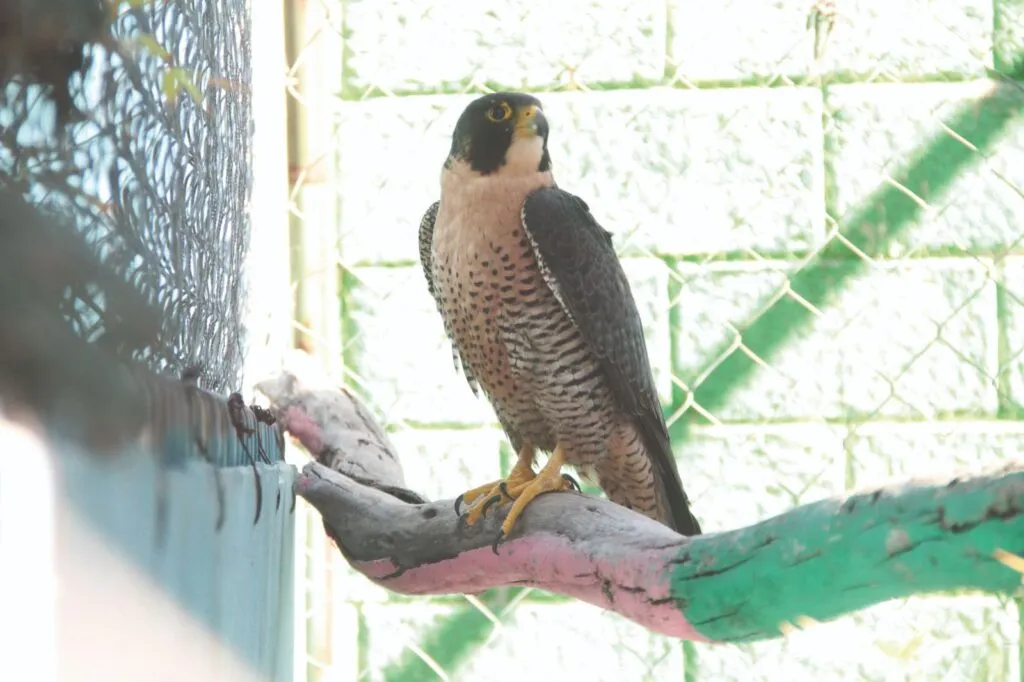 Diez años cuidando la vida silvestre: así trabaja la Unidad de Rehabilitación de Pachuca