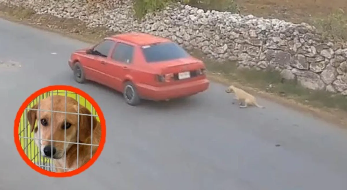 ‘El Güero’ no es el perrito arrastrado por auto en Atitalaquia, acusan activistas