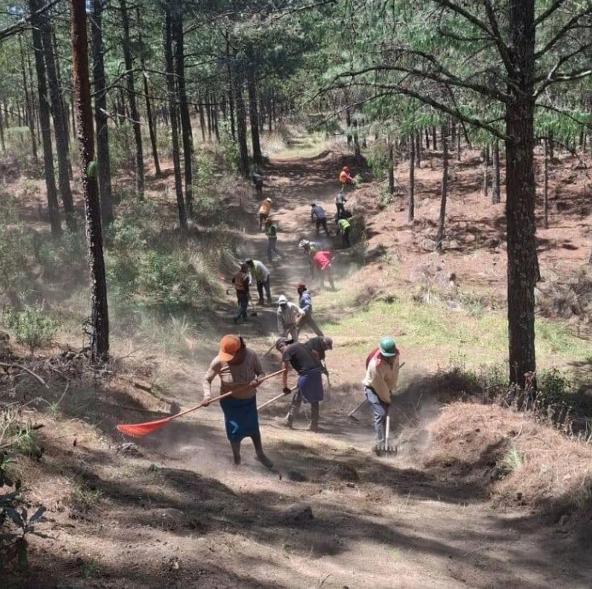 Silvicultores de Hidalgo alistan brechas en bosques para una Semana Santa sin fuego